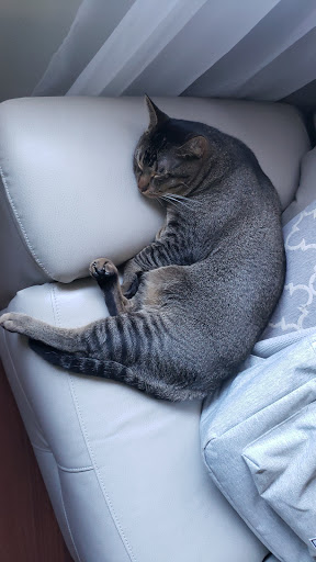 Pet Supply Store «Pet Supplies Plus», reviews and photos, 4923 Sheridan St, Hollywood, FL 33021, USA