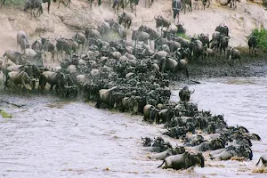 East Africa Safaris - Muafrika Adventures Ltd image