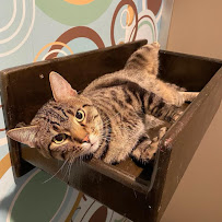 Meeow Chicago - Lincoln Park - Photo 6 - Car repair in Chicago, IL, Chicago