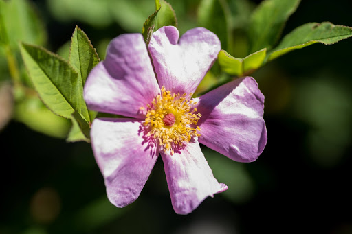 Nature Preserve «DeGraaf Nature Center», reviews and photos, 600 Graafschap Rd, Holland, MI 49423, USA