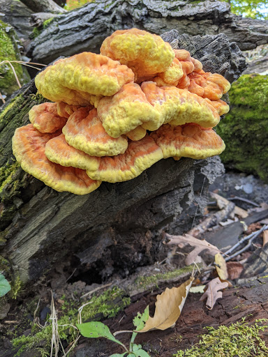 Nature Preserve «Thaddeus S. 