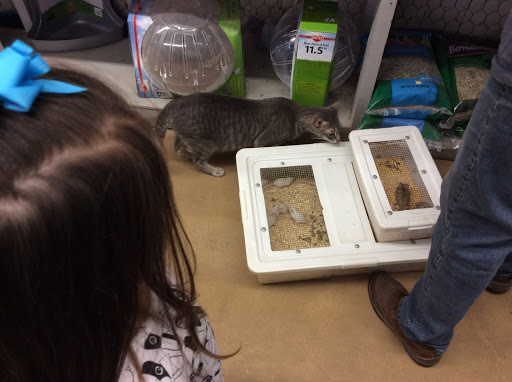 Pet Store «Oasis Tropicals», reviews and photos, 507 Commerce St, Pleasanton, TX 78064, USA