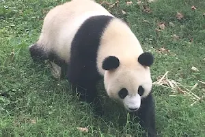 Chengdu Zoo image