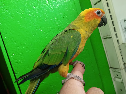 Pet Store «Inez Pet Shop», reviews and photos, 3825 Whittier Blvd, Los Angeles, CA 90023, USA