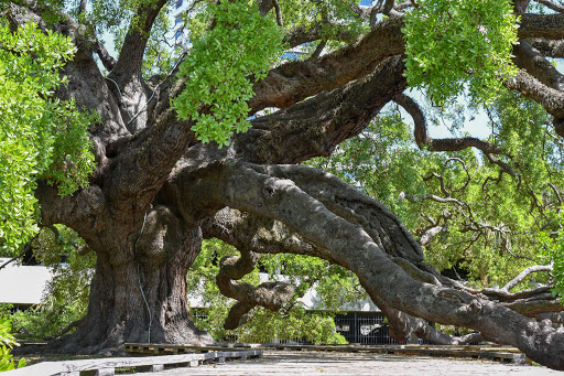 Law Firm «Law Offices of Ian A. Brown, PL», reviews and photos