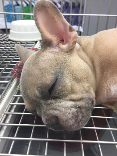 Pet Store «Family Pet Center», reviews and photos, 1401 Greenbrier Pkwy, Chesapeake, VA 23320, USA