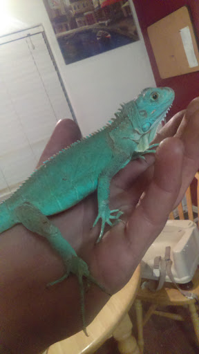 Pet Supply Store «Petco Animal Supplies», reviews and photos, 21178 E Ocotillo Rd, Queen Creek, AZ 85142, USA