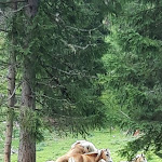 Photo n°2 de l'avis de manuel.e fait le 16/08/2019 à 15:56 sur le  Residence Nigritella à Pie' Falcade