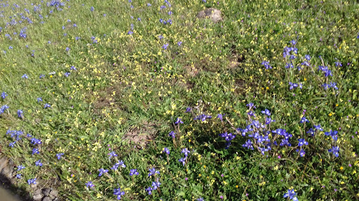 Julián Ayuso Segovia en Valle de la Serena, Badajoz