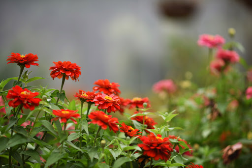 Nature Preserve «For-Mar Nature Preserve & Arboretum», reviews and photos, 2142 N Genesee Rd, Burton, MI 48509, USA