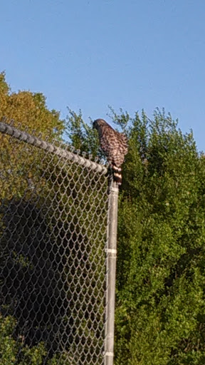 Golf Course «Largo Golf Course», reviews and photos, 12500 Vonn Rd, Largo, FL 33774, USA