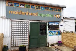 Maidenhead Aquatics Blackpool image