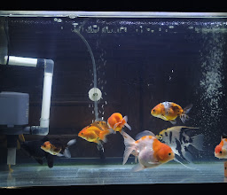 Fortuna Aquarium photo