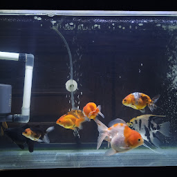 Fortuna Aquarium