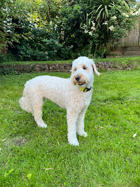 Starwood Pet Travel - Photo 8 - Car repair in , Cape Coral