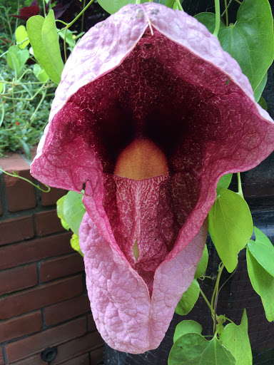 Museum «Smithsonian Castle», reviews and photos, 1000 Jefferson Dr SW, Washington, DC 20560, USA