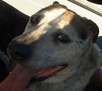 Pet Supply Store «Powell Bros. Feed & Pet Supply», reviews and photos, 1895 Broadway St, Vallejo, CA 94589, USA