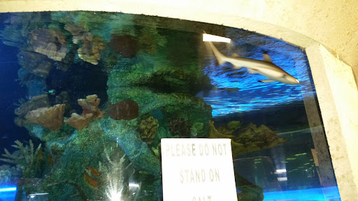 Hardware Store «Harbor Freight Tools», reviews and photos, 2856 Dekalb Pike, Norristown, PA 19401, USA