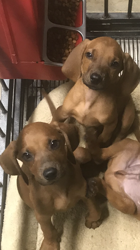 Pet Store «Tri-Creek Kennels», reviews and photos, 5641 US-129, Pendergrass, GA 30567, USA