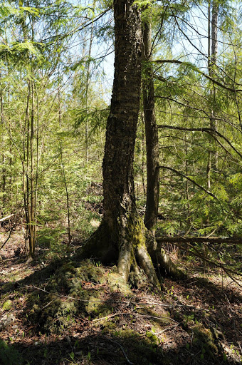 Nature Preserve «Teichner Preserve: The Leelanau Conservancy», reviews and photos, 5234 S Lime Lake Rd, Cedar, MI 49621, USA