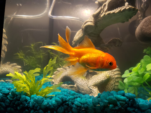 Pet Store «Exotic Fish», reviews and photos, 406 Northside Dr # F, Valdosta, GA 31602, USA