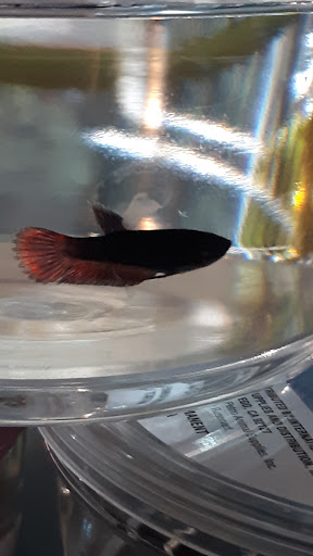 Pet Supply Store «Petco Animal Supplies», reviews and photos, 1201 E Washington Ave, Union Gap, WA 98903, USA