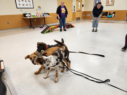 Animal Shelter «Oregon Humane Society», reviews and photos