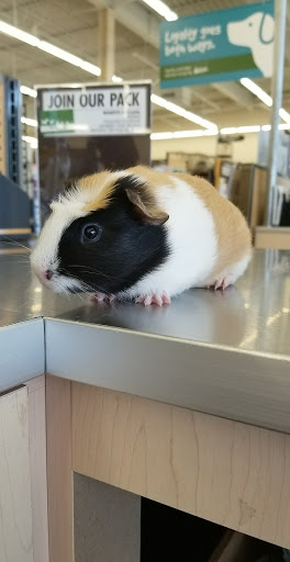 Pet Supply Store «Pet Supplies Plus», reviews and photos, 494 Westgate Dr, Brockton, MA 02301, USA