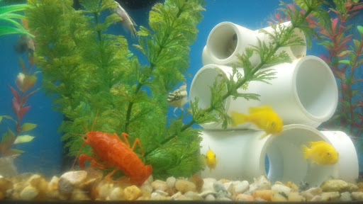 Pet Supply Store «Pet Supplies Plus», reviews and photos, 270 N Bolingbrook Dr, Bolingbrook, IL 60440, USA