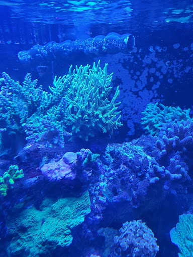 Aquarium Shop «Exotic Aquariums», reviews and photos, 7399 Bird Rd, Miami, FL 33155, USA