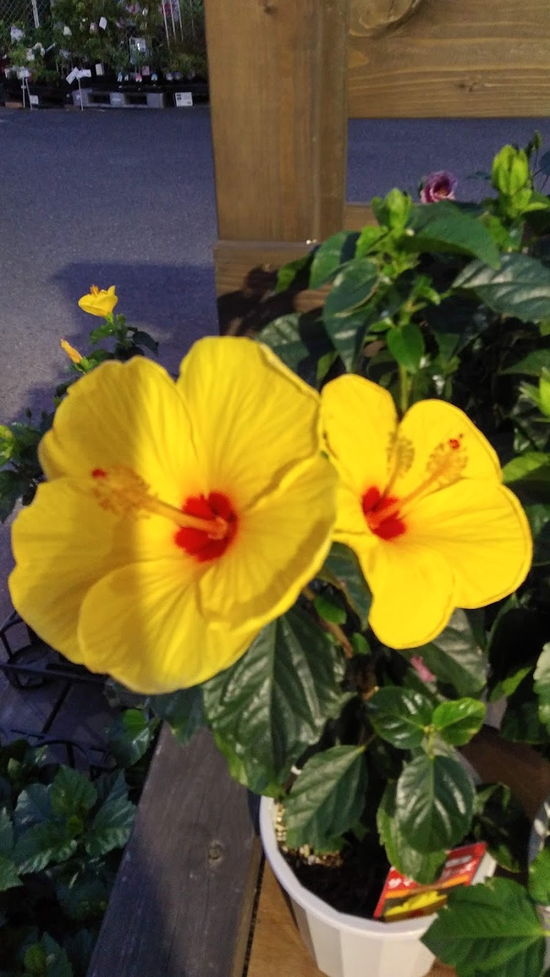 グルコミ 愛知県刈谷市 ホームセンターで みんなの評価と口コミがすぐわかるグルメ 観光サイト