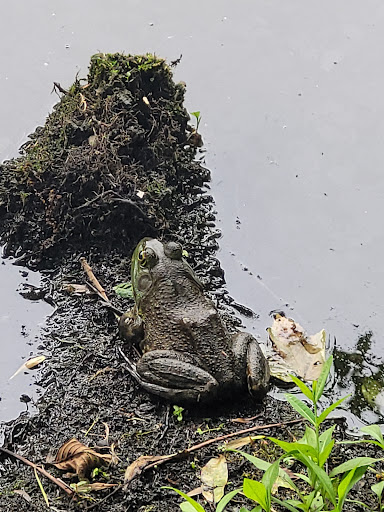 Nature Preserve «The Celery Farm», reviews and photos, Franklin Turnpike, Allendale, NJ 07401, USA
