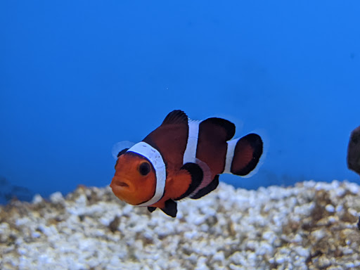 Pet Supply Store «Petco Animal Supplies», reviews and photos, 298 Spring Creek Drive, Franklin, TN 37067, USA