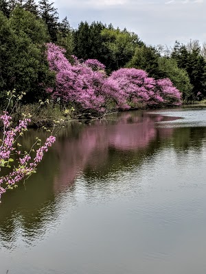 The Morton Arboretum - photo 42
