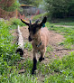 Ferme de P.A.N (Arignac Ariège) Arignac