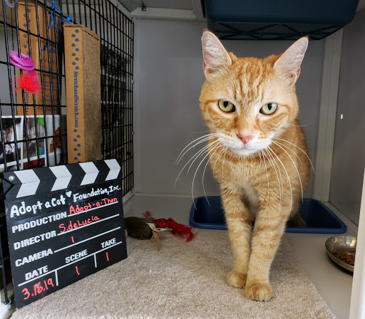 Pet Supply Store «Pet Supplies Plus», reviews and photos, 1258 Northlake Blvd, Lake Park, FL 33403, USA