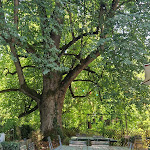 Photo n°1 de l'avis de Alfons.� fait le 11/08/2023 à 18:03 sur le  Burghof à Konstanz