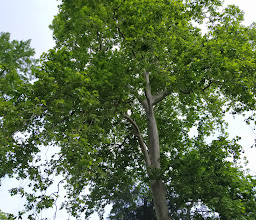 Insel im Schlosspark Eller photo