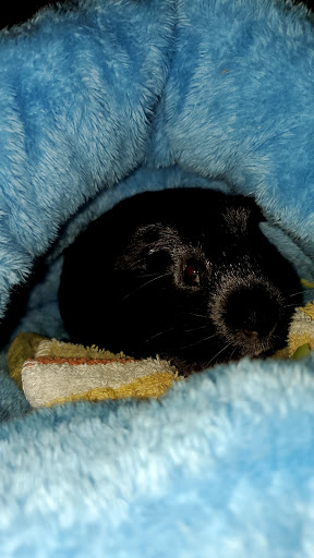 Pet Store «Pet World - Auburndale», reviews and photos, 3637 Havendale Blvd, Auburndale, FL 33823, USA