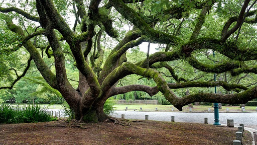 Texas Shade Tree Service