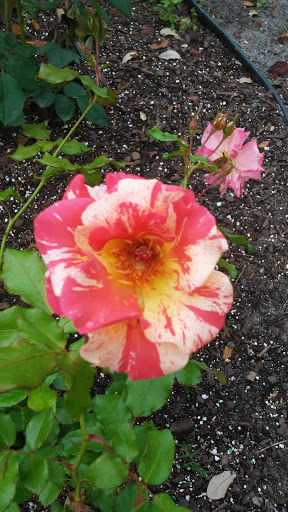 Florist «Emma Flower Shop», reviews and photos, 409 N Fuqua St, Rockport, TX 78382, USA