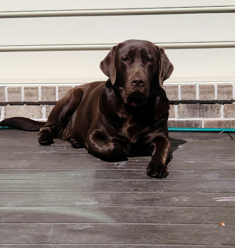 Animal Hospital At Rice Hope image