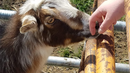 Tourist Attraction «Shawhaven Farm», reviews and photos, 1826 Rolfe Rd, Mason, MI 48854, USA