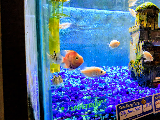 Tropical Fish Store «Something Fishy», reviews and photos, 954 S Wayne Rd, Westland, MI 48186, USA