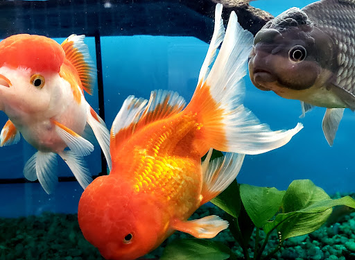 Pet Supply Store «Pet Supermarket», reviews and photos, 545 Cool Springs Blvd, Franklin, TN 37067, USA