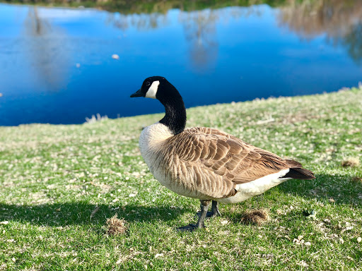 Park «Expo Park», reviews and photos, 10955 E Exposition Ave, Aurora, CO 80012, USA