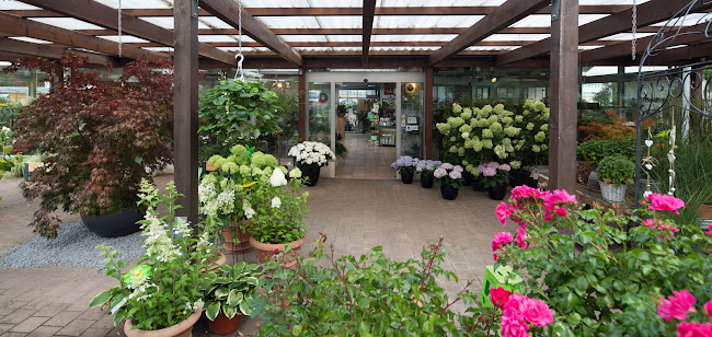 Rezensionen über Sommerer & Co. in Reinach - Blumengeschäft