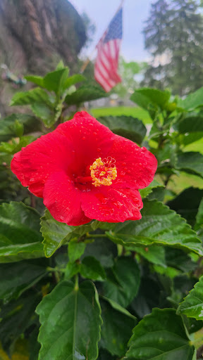 Home Improvement Store «The Home Depot», reviews and photos, 8053 Challis Rd, Brighton, MI 48116, USA