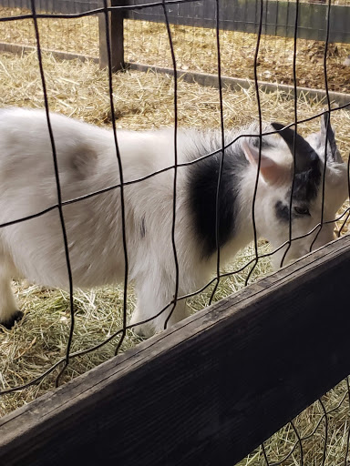 Farm «Buford Corn Maze.», reviews and photos, 4470 Bennett Rd, Buford, GA 30519, USA