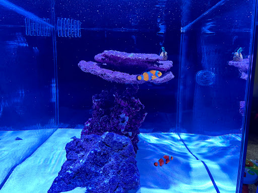 Aquarium Shop «Aquatics Unlimited / Aquatic Realmz», reviews and photos, 3550 S 108th St, Greenfield, WI 53228, USA